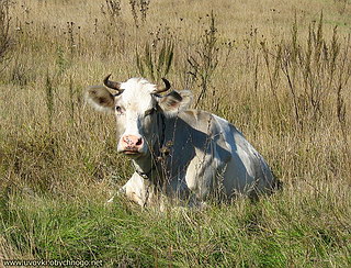 корова в поле